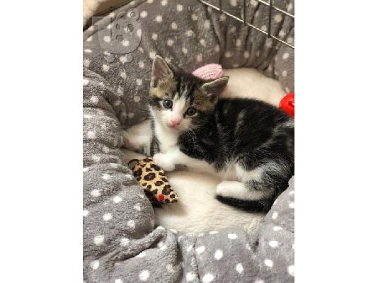 Maine Coon γατάκια προς πώληση